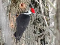 Pileated Woodpecker Chalet Loop