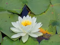 White Pond Lily - Chalet Loop Boardwalk