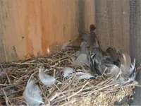 2020 Wood Duck Nesting Box Inspections
