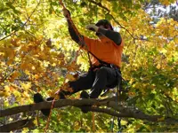 Image of tree climbing demo at the 2010 Fall Open House