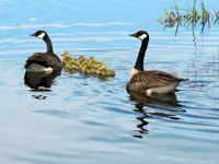 Canada Geese – Chalet Loop Limerick South
