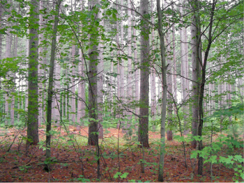 Trees Image of hardwood trees
