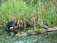 Blanding’s Turtles Limerick South