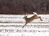 White-tailed Deer – Limerick South