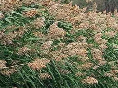 Phragmites