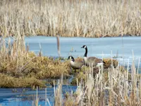 Canada Geese Limerick South