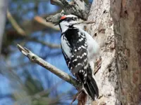 Hairy Woodpecker Chalet Loop
