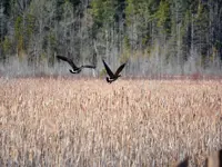 Canada Geese – Chalet Loop Boardwalk
