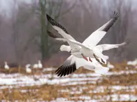 Snow Geese Limerick South