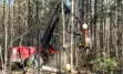 Thinning operations in forest