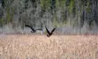 Birds in marsh area