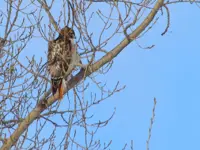 Red Tailed Hawk – Limerick South