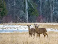 White-tailed Deer – Limerick South