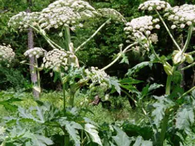 Giant hogweed