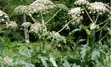 Giant hogweed