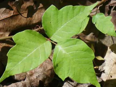 Poison Ivy