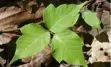 Poison Ivy