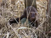 Mink Limerick South