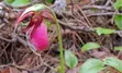 Lady slipper on forest floor