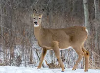 White-tailed Deer – Limerick South