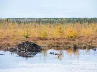Hanlan’s Marsh Craig Rd. Limerick North – Fall