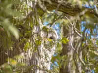 Barred Owl – Limerick South