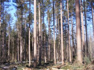 Trees marked for harvest Image of trees marked for harvest