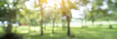 Image of green grass and trees on a sunny day