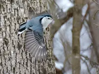 Nuthatch Limerick North