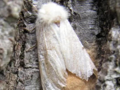 LDD moth
