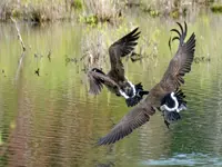Canada Geese – Limerick South