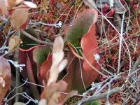 Pitcher Plant - Hanlan’s Marsh Craig Rd. Limerick North