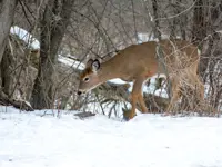 White-tailed Deer – Limerick South