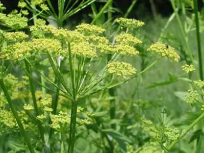 Wild Parsnip