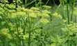 Wild Parsnip