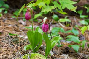 Trilliums Violet Trilliums