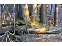 Old cedar rail fence beside cedar tree stump