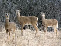 White-tailed Deer – Limerick South