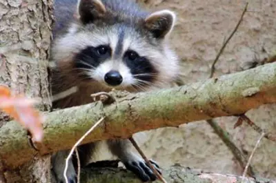 Racoon